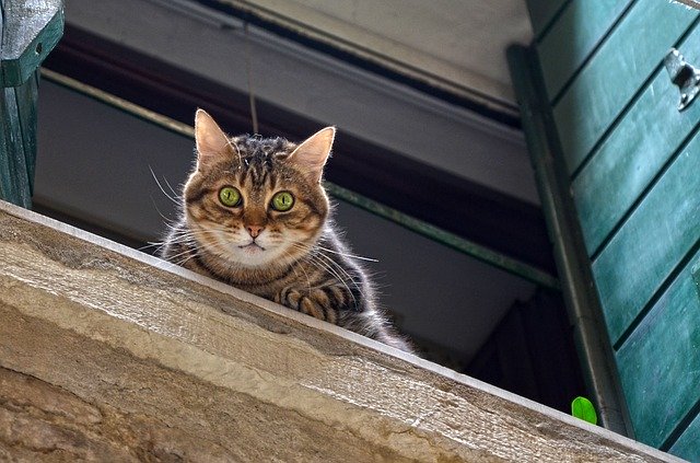 Mačka na parapetnej doske pozerá von z okna.jpg